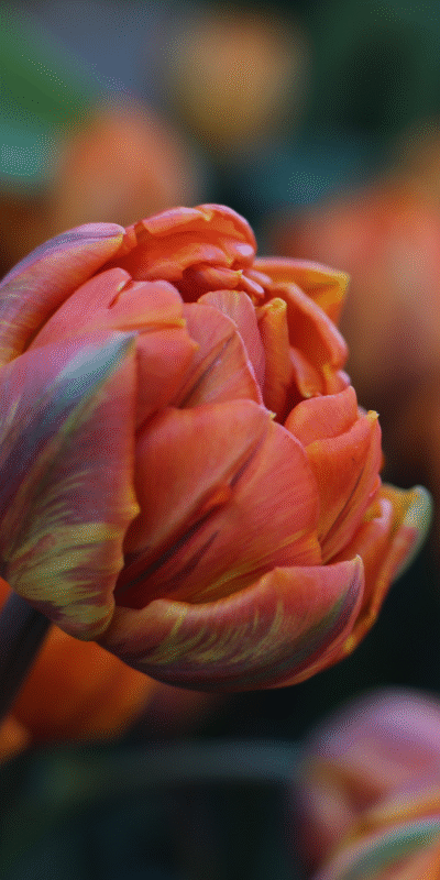 Ember Tulip Study